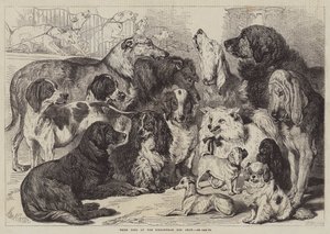 Prize Dogs at the Birmingham Dog Show
